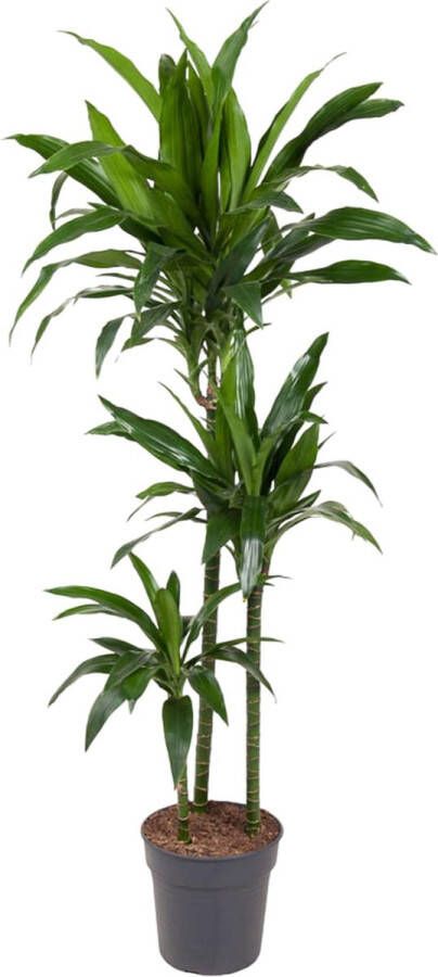 BOTANICLY Groene plant – Drakenboom (Dracaena Janet Craig) – Hoogte: 150 cm – van