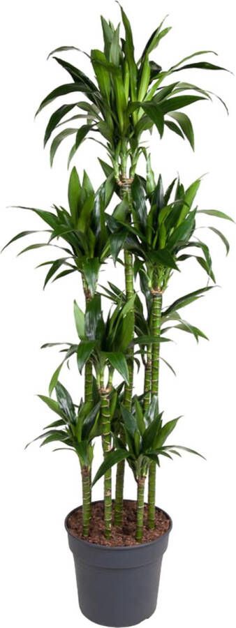 BOTANICLY Groene plant – Drakenboom (Dracaena Janet Craig) – Hoogte: 180 cm – van