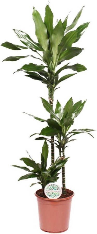 BOTANICLY Groene plant – Drakenboom (Dracaena Janet Lind) – Hoogte: 130 cm – van