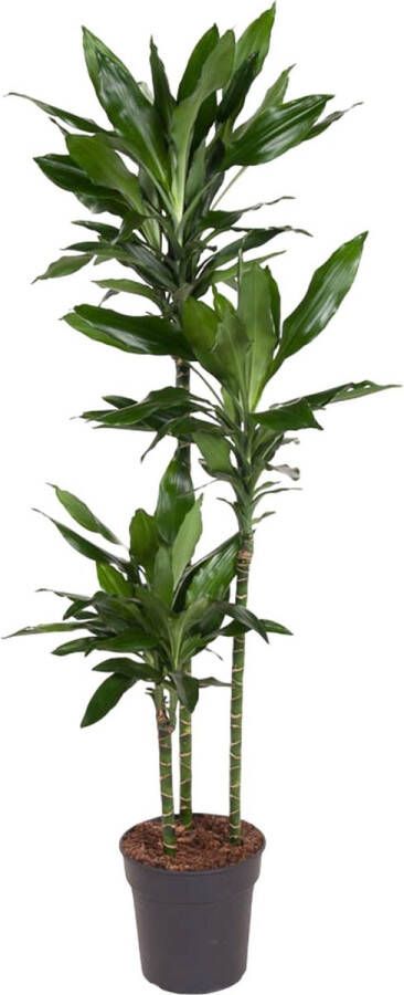 BOTANICLY Groene plant – Drakenboom (Dracaena Janet Lind) – Hoogte: 160 cm – van