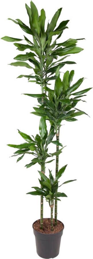 BOTANICLY Groene plant – Drakenboom (Dracaena Janet Lind) – Hoogte: 180 cm – van