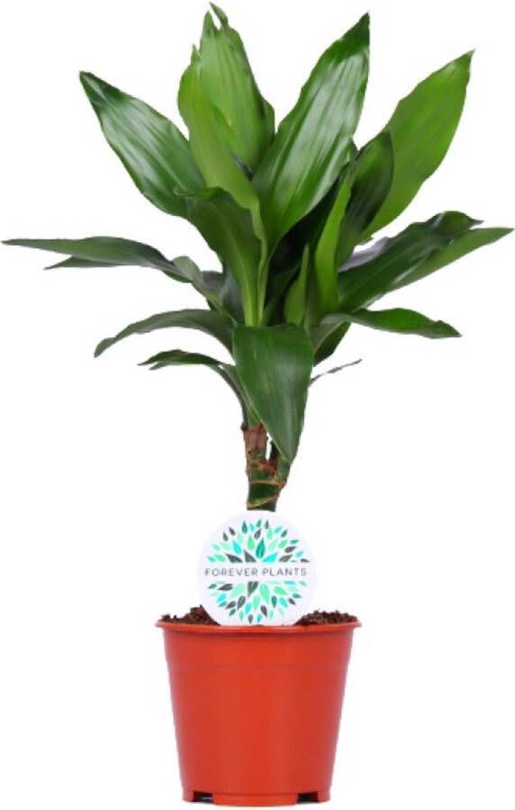 BOTANICLY Groene plant – Drakenboom (Dracaena Janet Lind) – Hoogte: 55 cm – van