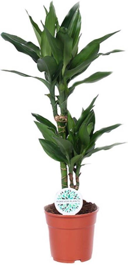 BOTANICLY Groene plant – Drakenboom (Dracaena Janet Lind) – Hoogte: 70 cm – van