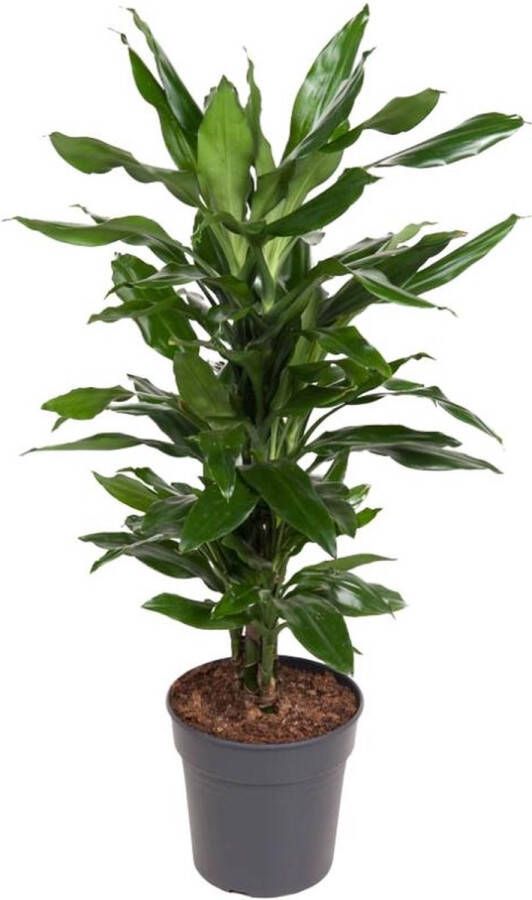 BOTANICLY Groene plant – Drakenboom (Dracaena Janet Lind) – Hoogte: 80 cm – van