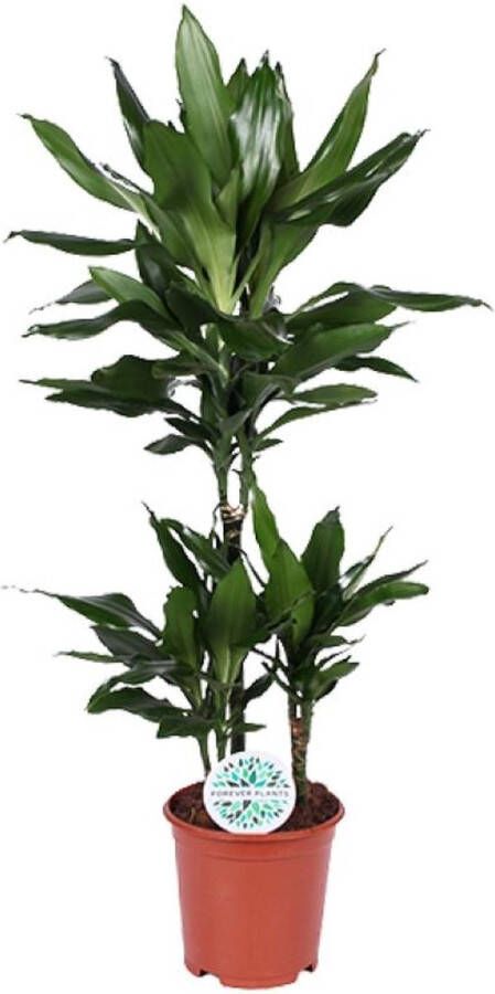 BOTANICLY Groene plant – Drakenboom (Dracaena Janet Lind) – Hoogte: 90 cm – van