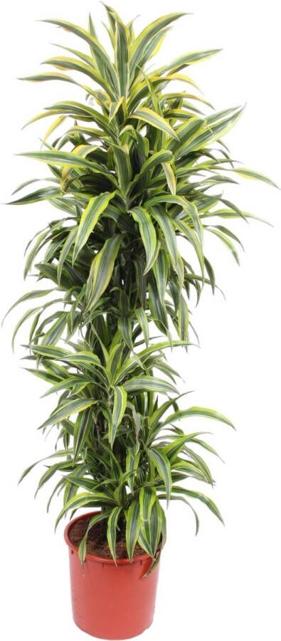 BOTANICLY Groene plant – Drakenboom (Dracaena Lemon Lime) – Hoogte: 170 cm – van