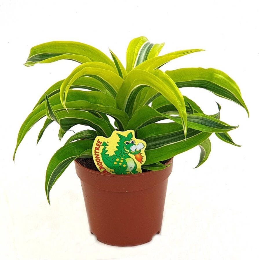 BOTANICLY Groene plant – Drakenboom (Dracaena Lemon Surprise) – Hoogte: 22 cm – van