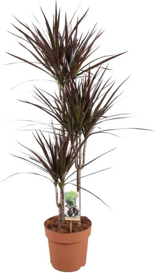 BOTANICLY Groene plant – Drakenboom (Dracaena Magenta) – Hoogte: 120 cm – van