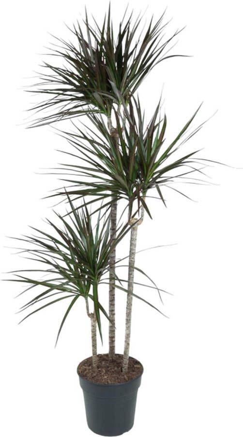 BOTANICLY Groene plant – Drakenboom (Dracaena Magenta) – Hoogte: 150 cm – van