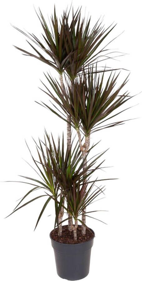 BOTANICLY Groene plant – Drakenboom (Dracaena Magenta) – Hoogte: 150 cm – van