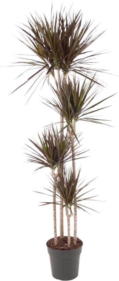 BOTANICLY Groene plant – Drakenboom (Dracaena Magenta) – Hoogte: 180 cm – van