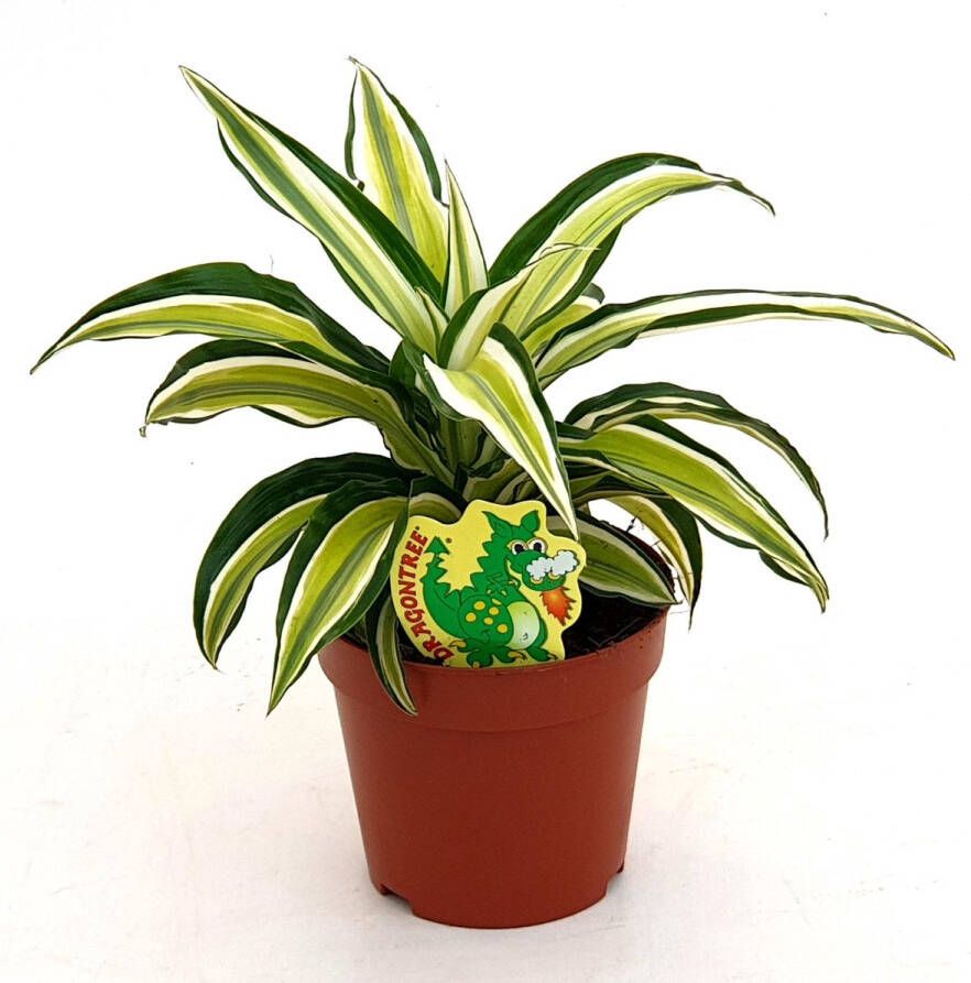 BOTANICLY Groene plant – Drakenboom (Dracaena Malaika) – Hoogte: 22 cm – van