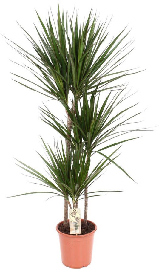 BOTANICLY Groene plant – Drakenboom (Dracaena Marginata) – Hoogte: 120 cm – van