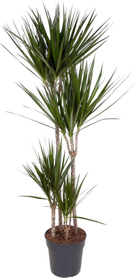 BOTANICLY Groene plant – Drakenboom (Dracaena Marginata) – Hoogte: 160 cm – van