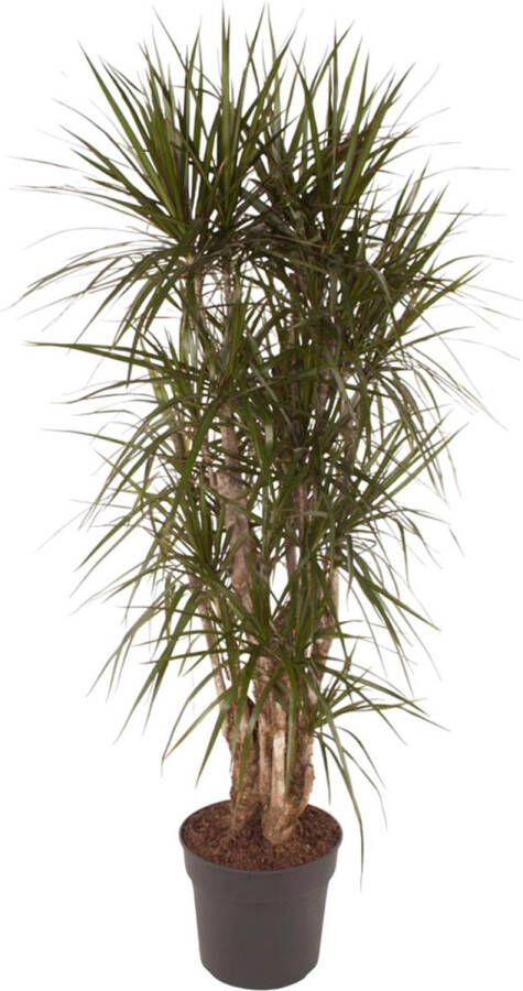 BOTANICLY Groene plant – Drakenboom (Dracaena Marginata) – Hoogte: 160 cm – van