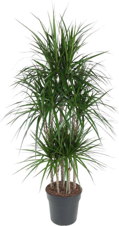 BOTANICLY Groene plant – Drakenboom (Dracaena Marginata) – Hoogte: 160 cm – van