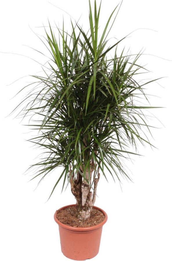 BOTANICLY Groene plant – Drakenboom (Dracaena Marginata) – Hoogte: 170 cm – van