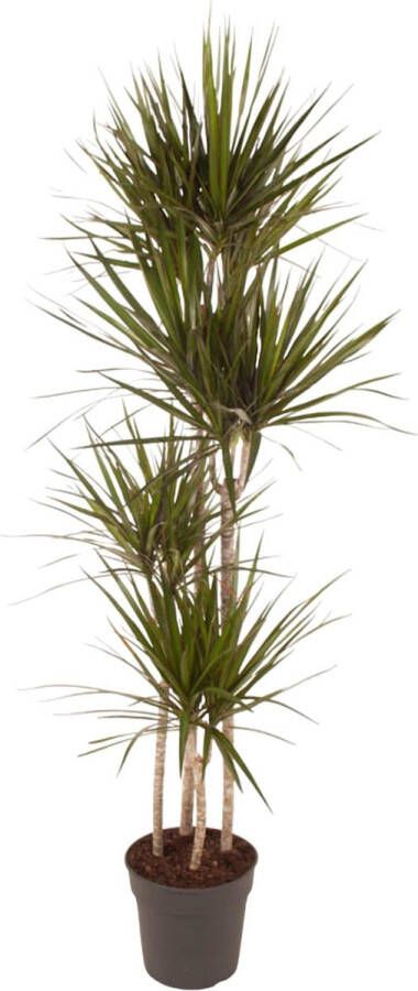 BOTANICLY Groene plant – Drakenboom (Dracaena Marginata) – Hoogte: 180 cm – van