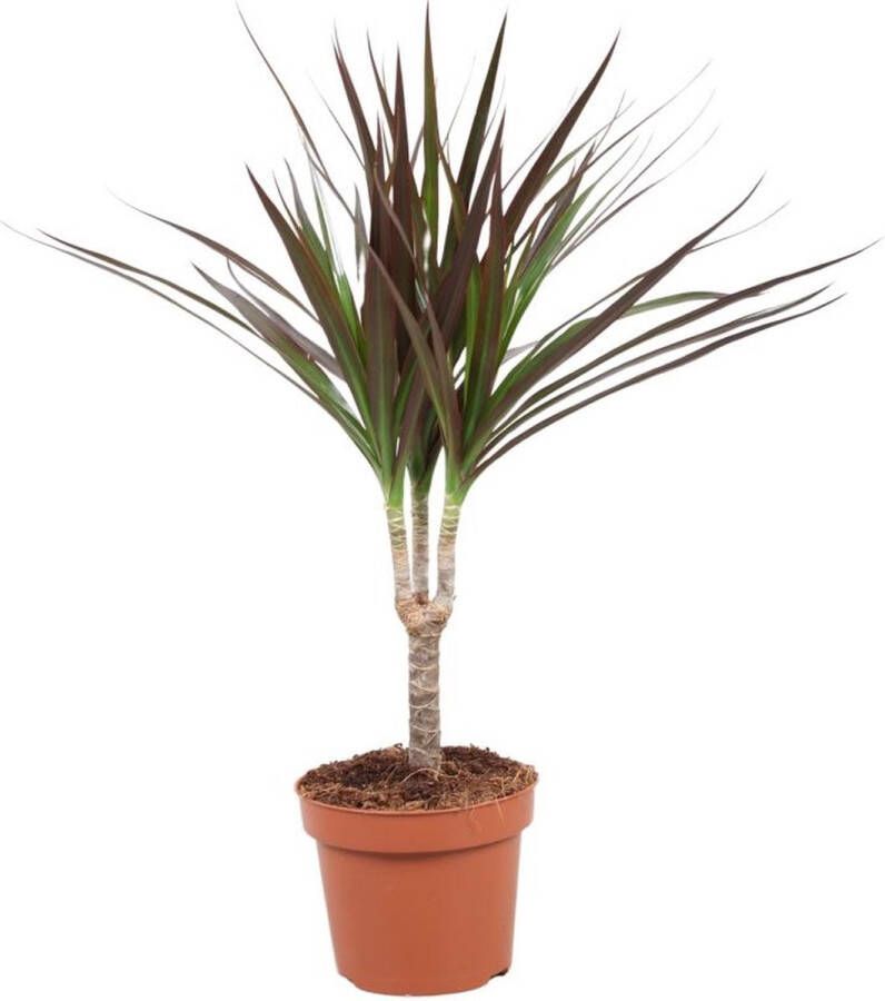 BOTANICLY Groene plant – Drakenboom (Dracaena Marginata) – Hoogte: 50 cm – van