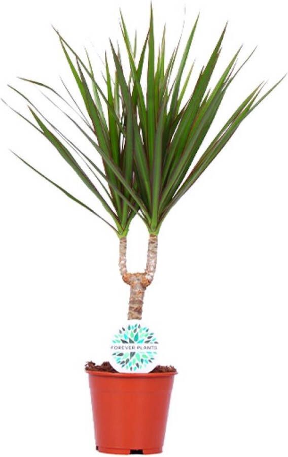 BOTANICLY Groene plant – Drakenboom (Dracaena Marginata) – Hoogte: 55 cm – van