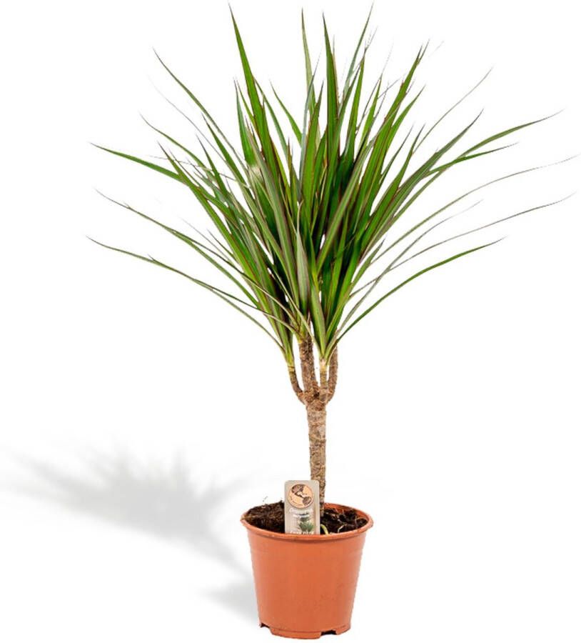 BOTANICLY Groene plant – Drakenboom (Dracaena Marginata) – Hoogte: 60 cm – van