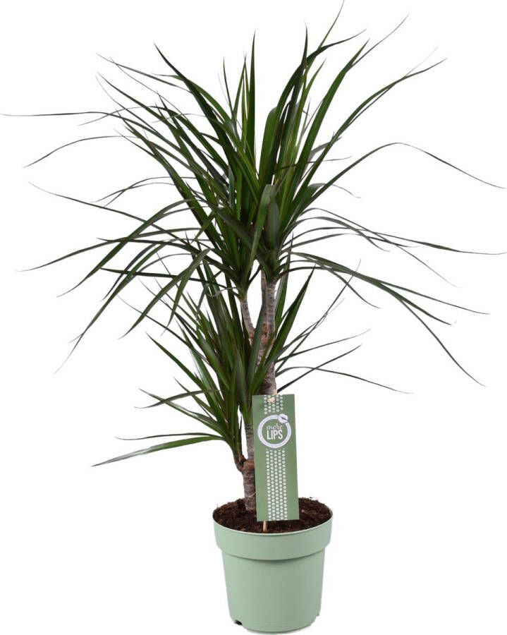 BOTANICLY Groene plant – Drakenboom (Dracaena Marginata) – Hoogte: 70 cm – van