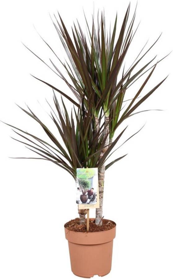 BOTANICLY Groene plant – Drakenboom (Dracaena Marginata) – Hoogte: 80 cm – van