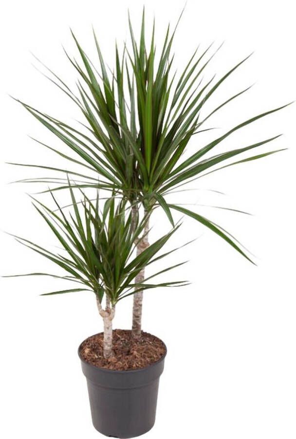 BOTANICLY Groene plant – Drakenboom (Dracaena Marginata) – Hoogte: 80 cm – van