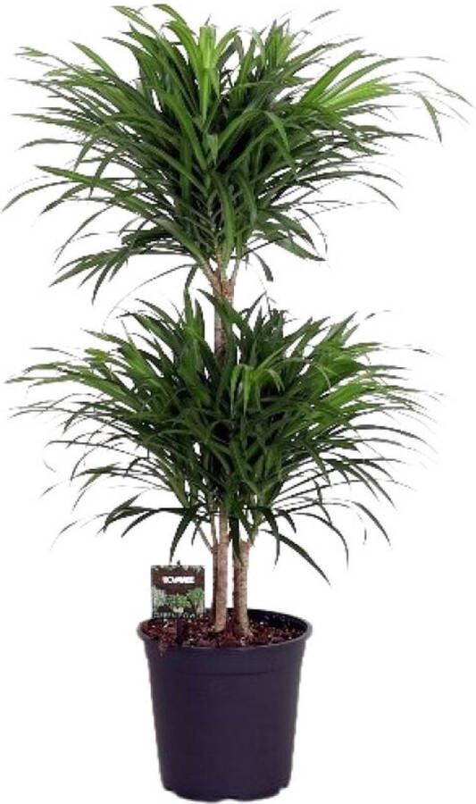 BOTANICLY Groene plant – Drakenboom (Dracaena reflexa Anita) – Hoogte: 90 cm – van