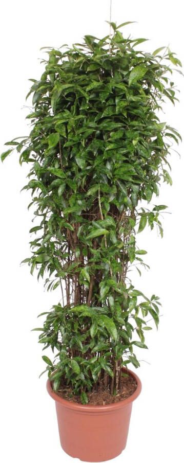 BOTANICLY Groene plant – Drakenboom (Dracaena Surculosa) – Hoogte: 180 cm – van