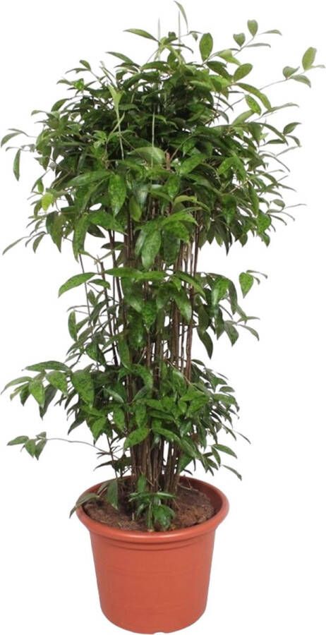 BOTANICLY Groene plant – Drakenboom (Dracaena Surculosa) – Hoogte: 240 cm – van