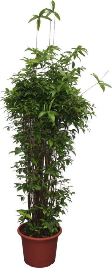 BOTANICLY Groene plant – Drakenboom (Dracaena Surculosa) – Hoogte: 260 cm – van