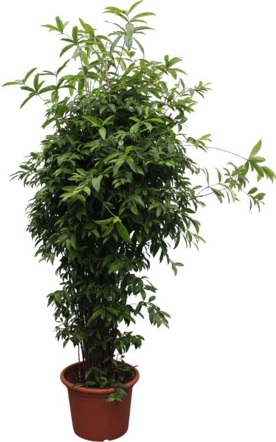 BOTANICLY Groene plant – Drakenboom (Dracaena Surculosa) – Hoogte: 300 cm – van