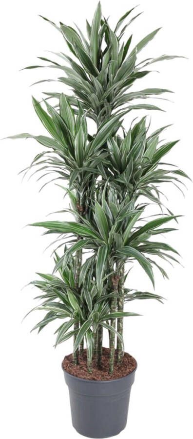 BOTANICLY Groene plant – Drakenboom (Dracaena Warneckei Carrousel) – Hoogte: 180 cm – van