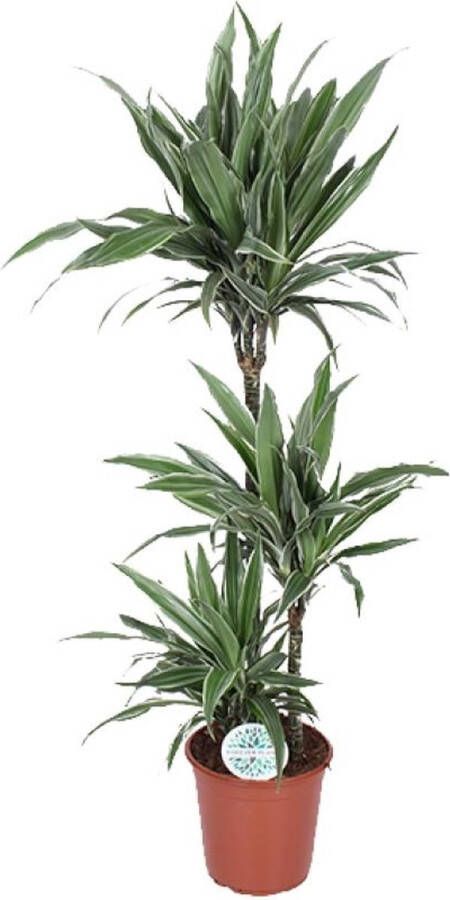 BOTANICLY Groene plant – Drakenboom (Dracaena Warneckei) – Hoogte: 125 cm – van