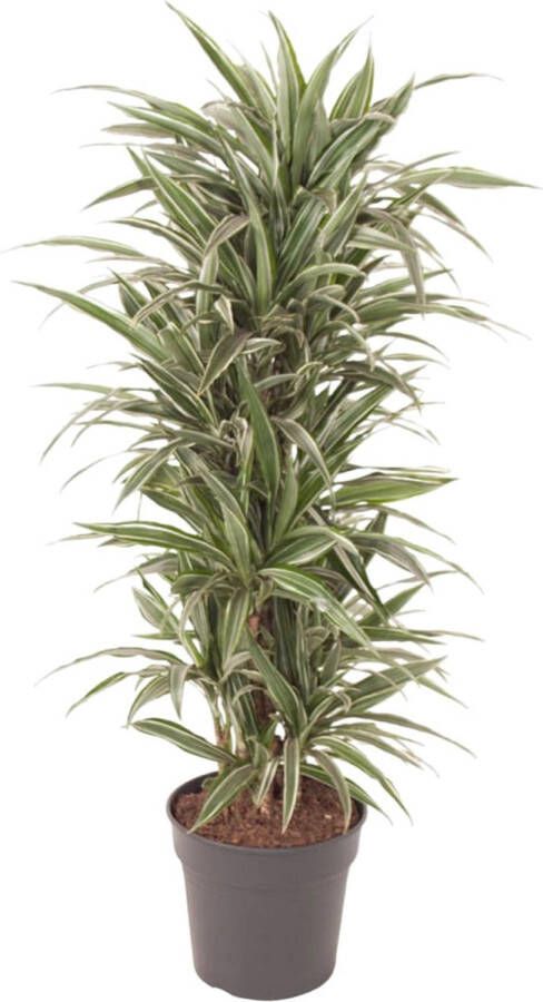 BOTANICLY Groene plant – Drakenboom (Dracaena Warneckei) – Hoogte: 140 cm – van