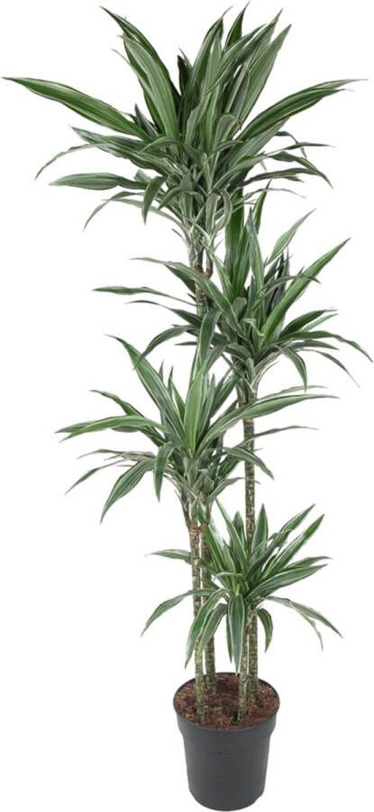 BOTANICLY Groene plant – Drakenboom (Dracaena Warneckei) – Hoogte: 190 cm – van