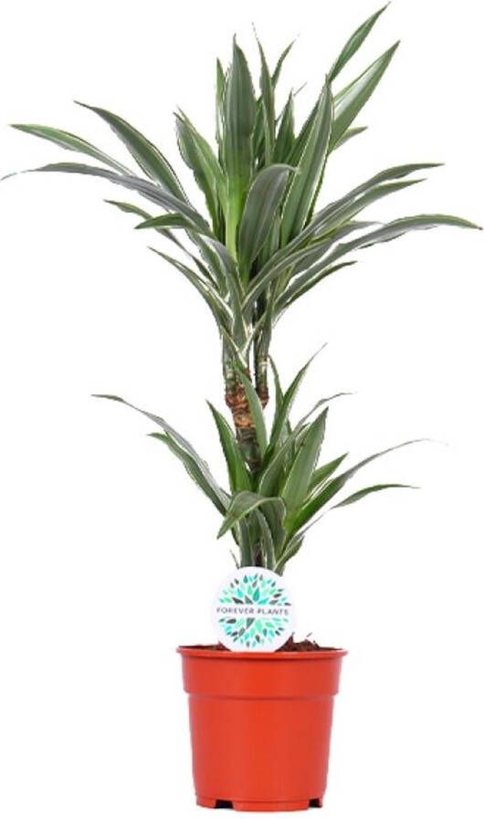 BOTANICLY Groene plant – Drakenboom (Dracaena Warneckei) – Hoogte: 65 cm – van