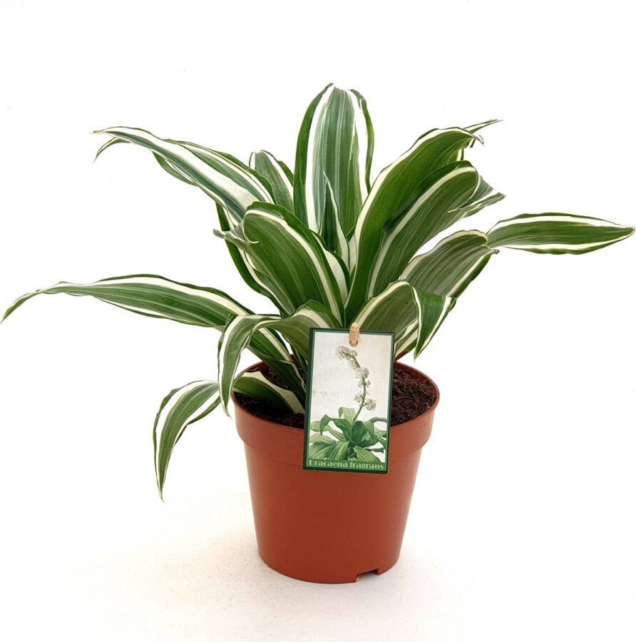 BOTANICLY Groene plant – Drakenboom (Dracaena White Jewel) – Hoogte: 25 cm – van