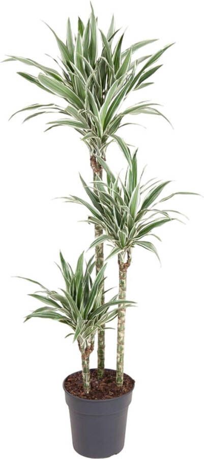 BOTANICLY Groene plant – Drakenboom (Dracaena White Stripe) – Hoogte: 150 cm – van