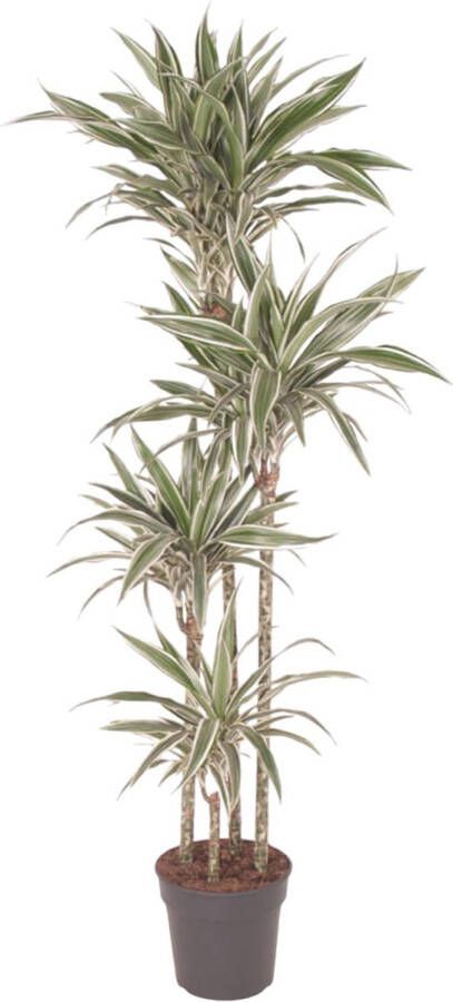 BOTANICLY Groene plant – Drakenboom (Dracaena White Stripe) – Hoogte: 170 cm – van