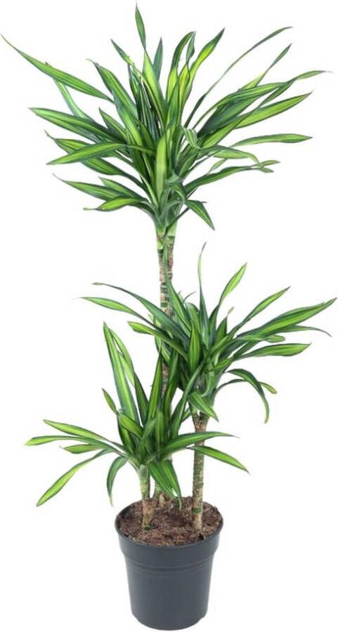 BOTANICLY Groene plant – Drakenboom (Dracena fragans Riki) – Hoogte: 120 cm – van