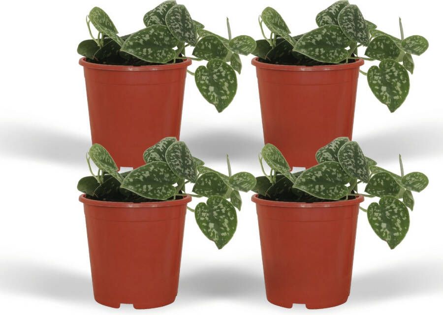 BOTANICLY Groene plant – Drakenklimop (Scindapsus pictus) – Hoogte: 10 cm – van