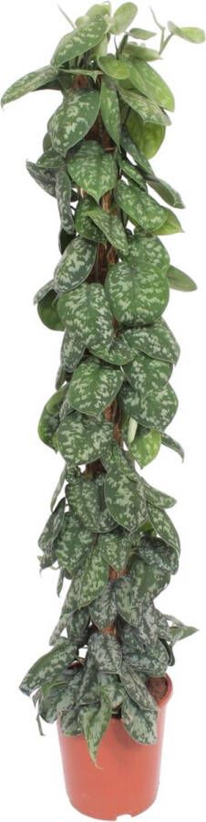 BOTANICLY Groene plant – Drakenklimop (Scindapsus Pictus Trebie) – Hoogte: 160 cm – van