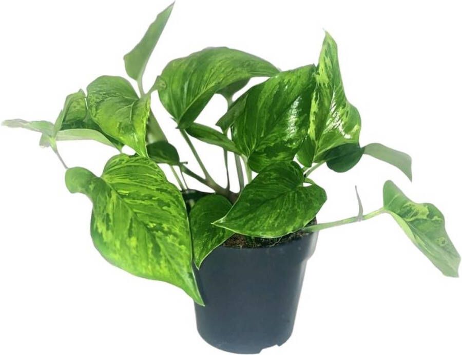 BOTANICLY Groene plant – Drakenklimop (Scindapsus Pictus Trebie) – Hoogte: 20 cm – van