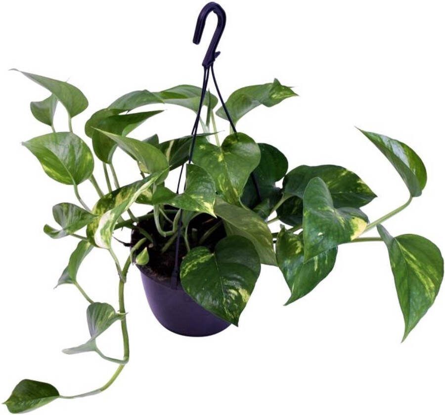 BOTANICLY Groene plant – Drakenklimop (Scindapsus Pictus Trebie) met bloempot – Hoogte: 30 cm – van