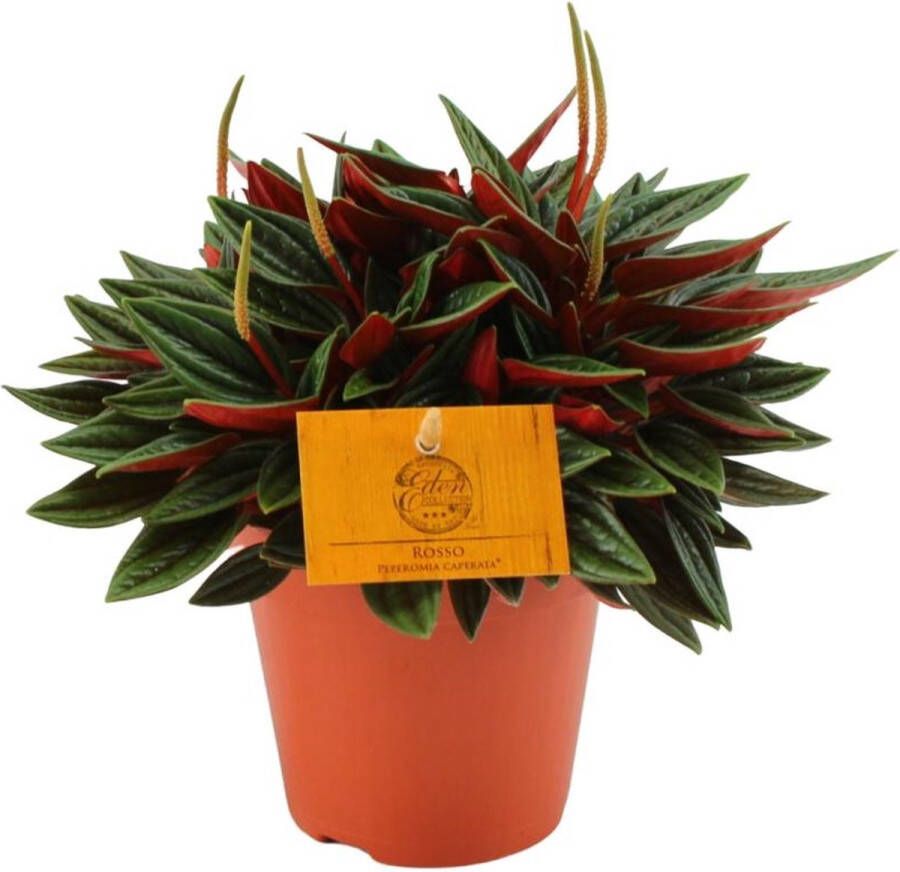 BOTANICLY Groene plant – Dwergpeper (Peperomia caperata rosso) – Hoogte: 20 cm – van