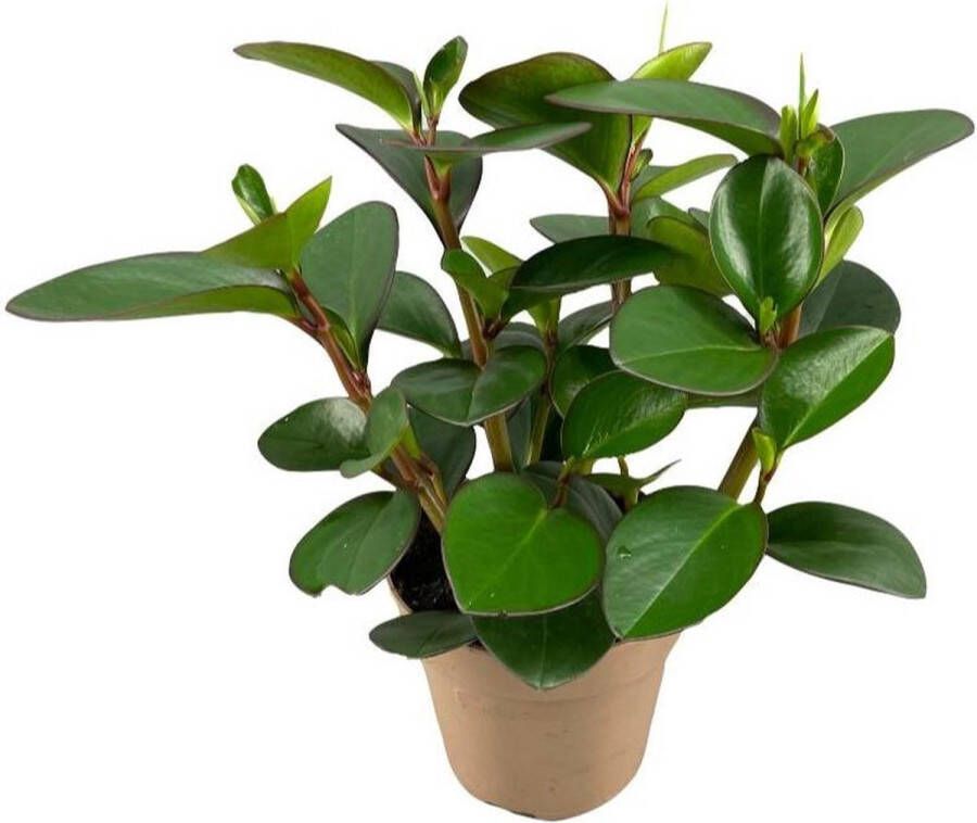 BOTANICLY Groene plant – Dwergpeper (Peperomia clusiifolia Red Margin) – Hoogte: 30 cm – van