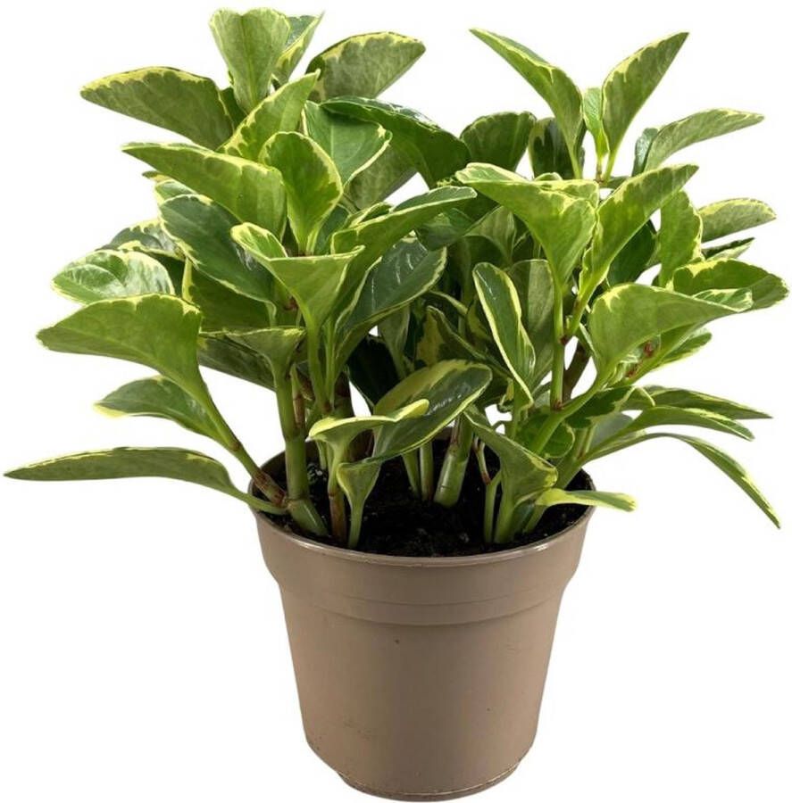 BOTANICLY Groene plant – Dwergpeper (Peperomia obtusifolia) – Hoogte: 30 cm – van