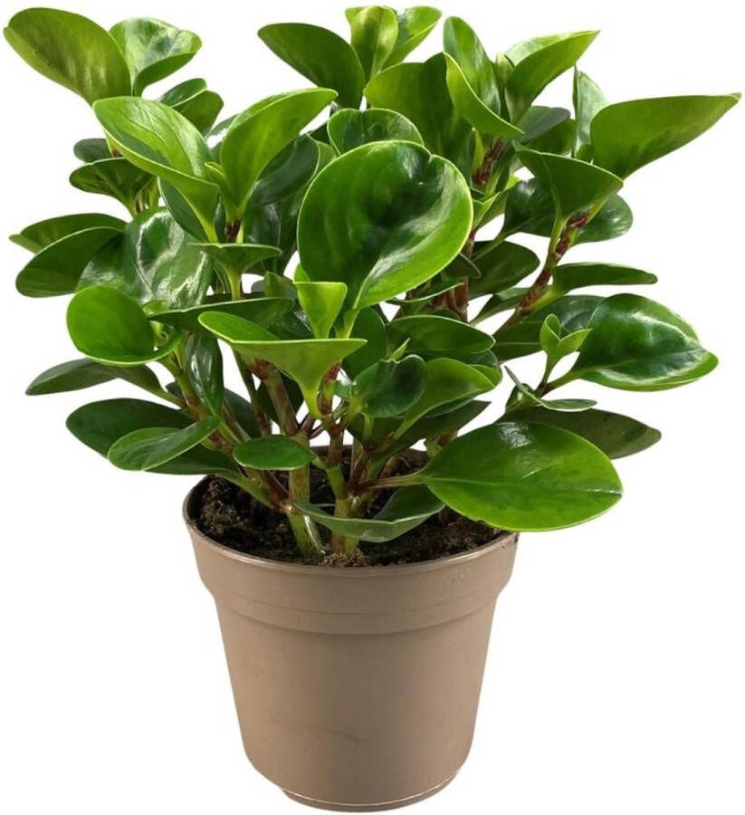 BOTANICLY Groene plant – Dwergpeper (Peperomia Obtusifolia Lemon Lime) – Hoogte: 30 cm – van